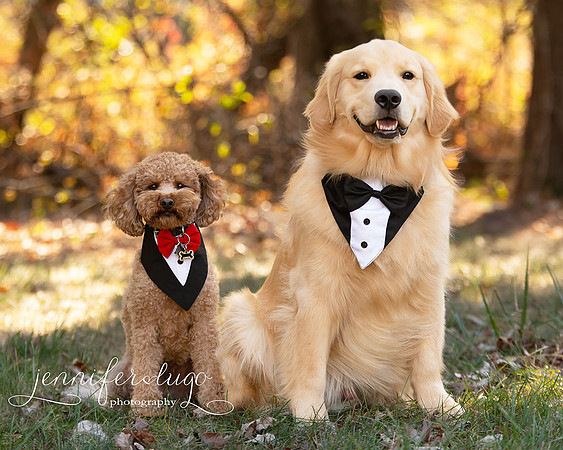 fb-dogs_JKL0188-copy